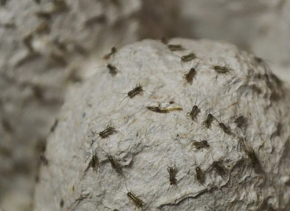 How-to-Breed-Live-Crickets-at-Home BuyFeederCrickets.com