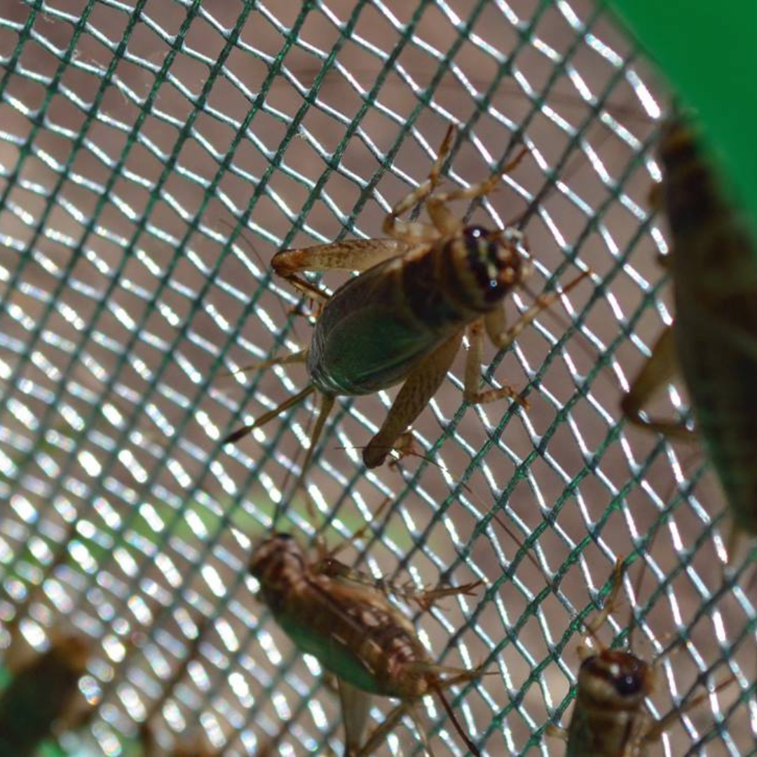 Caring for Live Crickets –