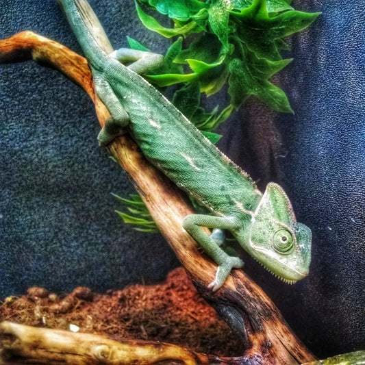 Chameleon-Care-Sheet BuyFeederCrickets.com