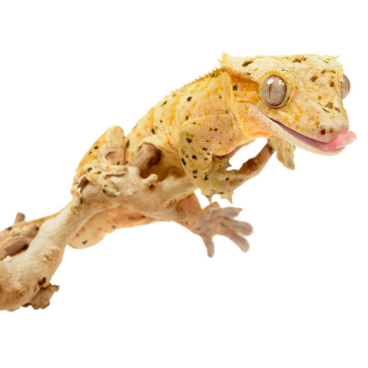 Crested-Gecko-Care-Sheet BuyFeederCrickets.com