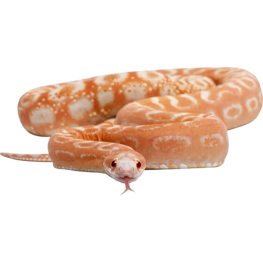 Corn-Snake-Care-Sheet BuyFeederCrickets.com