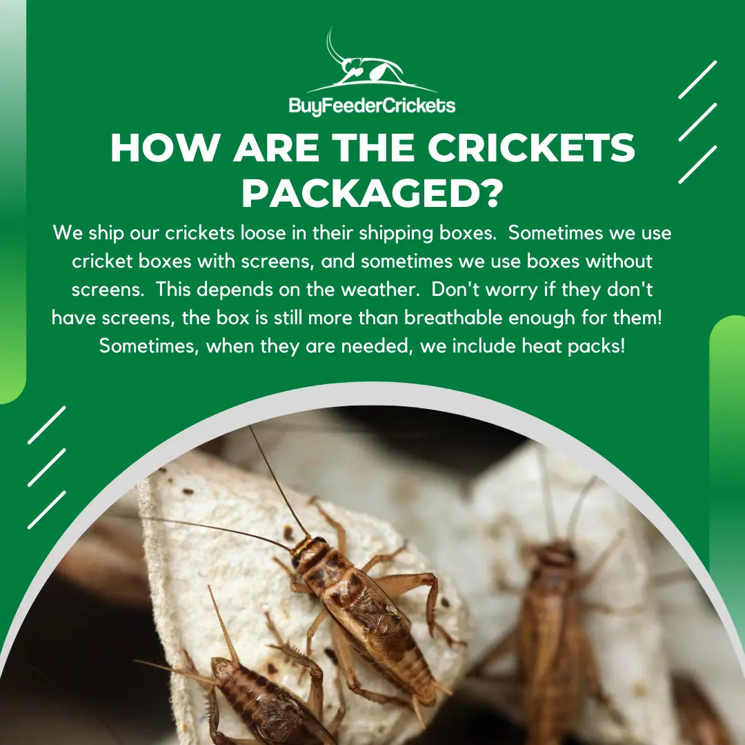 Banded Crickets - BuyFeederCrickets.com