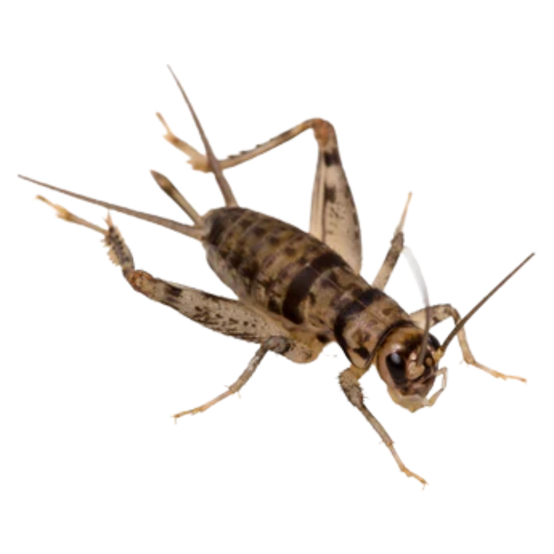 Buy Live Banded Crickets Online - A New Breed with Exceptional