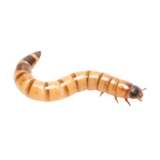 Superworms - BuyFeederCrickets.com