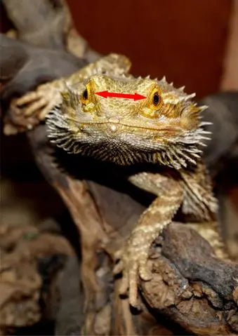 What-size-crickets-should-I-order BuyFeederCrickets.com