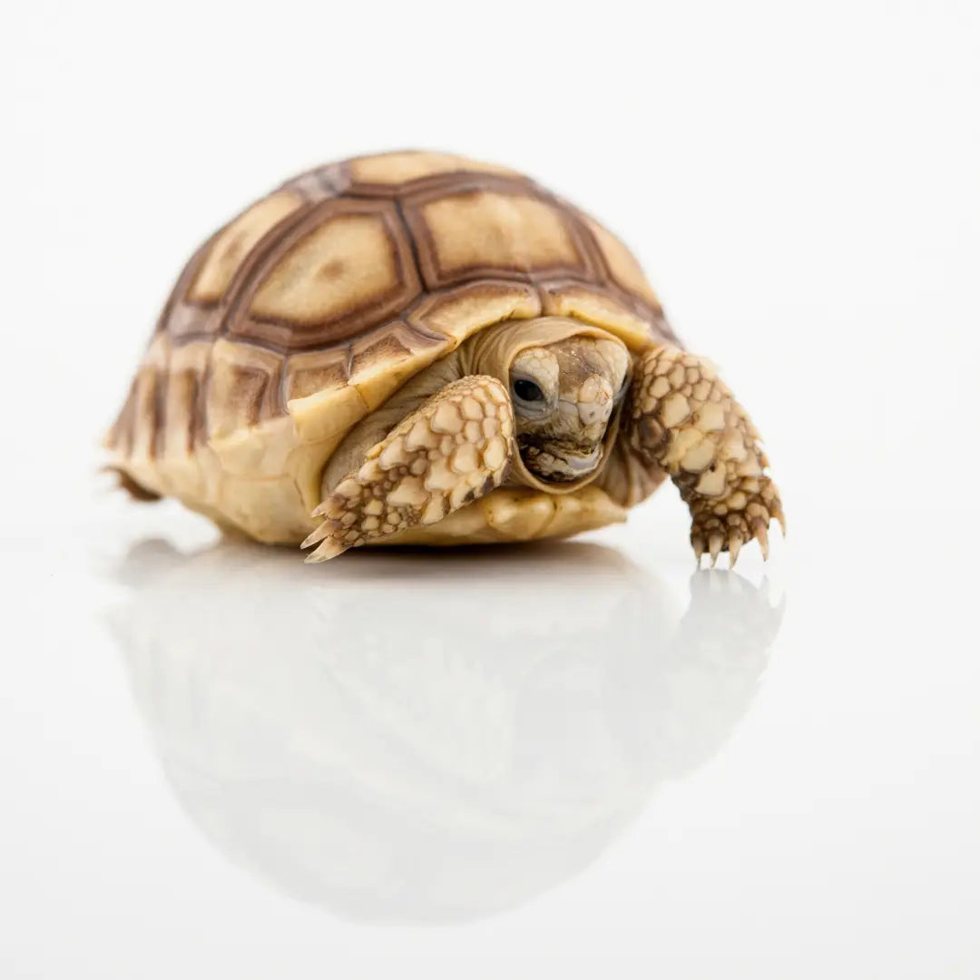 Tortoise Care Sheet - BuyFeederCrickets.com
