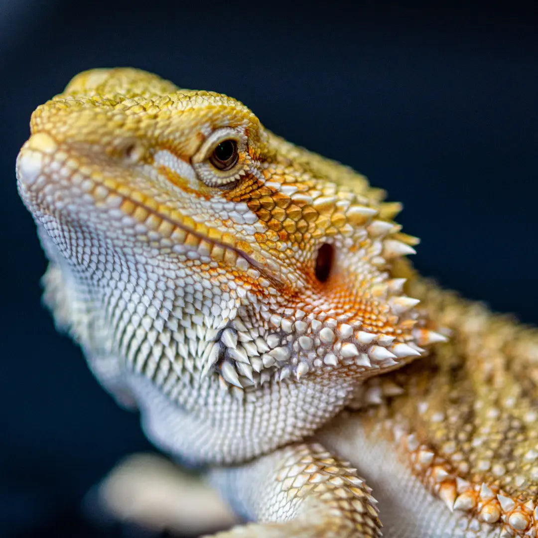 Bearded-Dragon-Care-Sheet BuyFeederCrickets.com