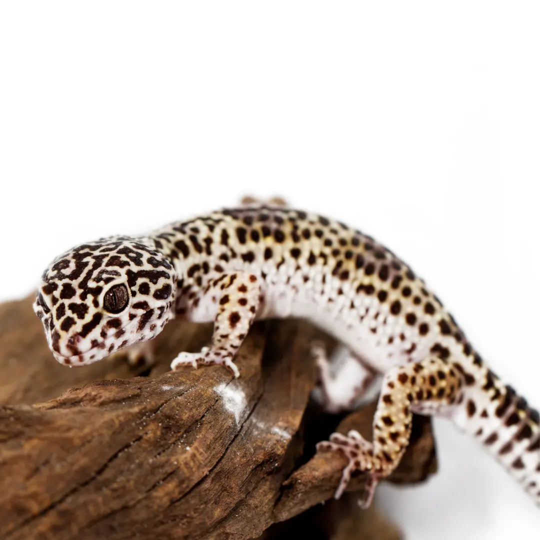 Leopard-Gecko-Care-Sheet BuyFeederCrickets.com