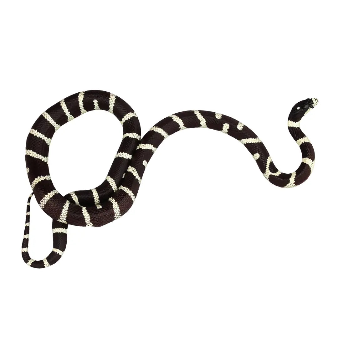 King-Snake-Care-Sheet BuyFeederCrickets.com