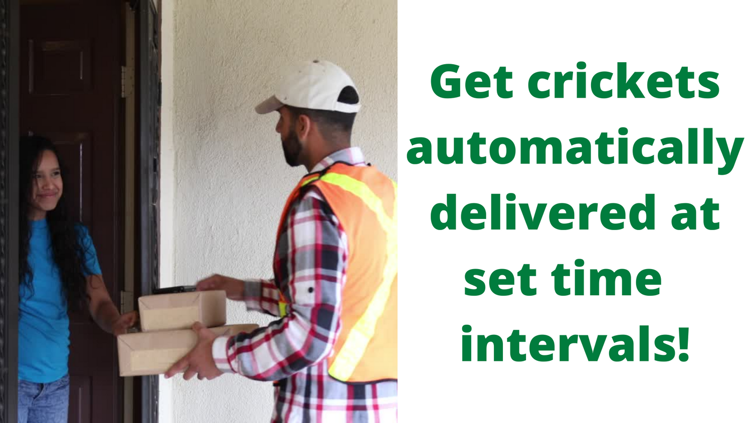 Buy Live Feeder Crickets Online Affordable Prices & Fast Shipping