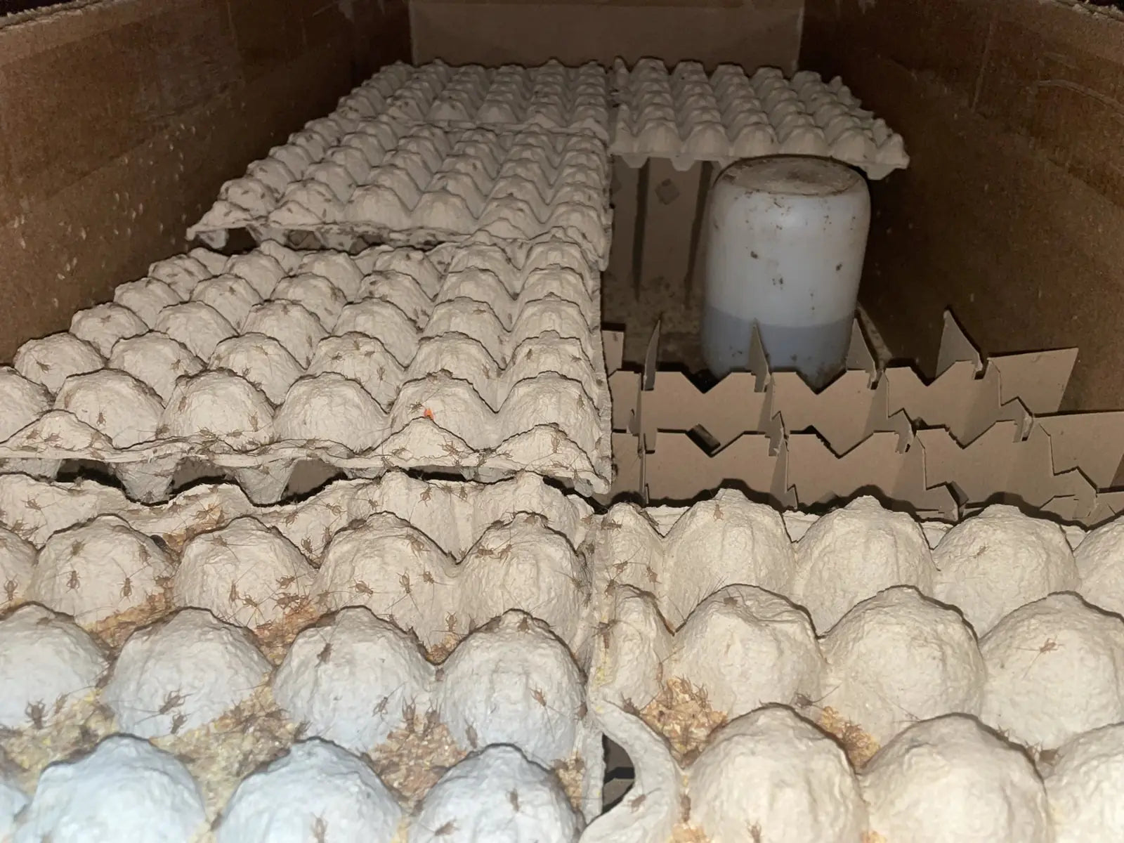 Banded crickets on egg cartons inside a rearing container