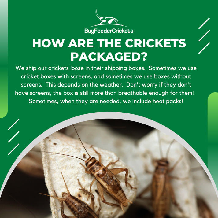 Buy Live Acheta Domesticus Crickets Online The Perfect Food for Your