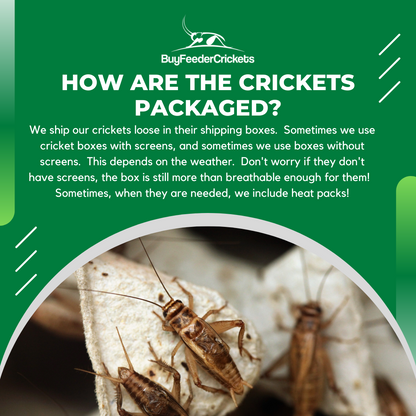 Banded Crickets - BuyFeederCrickets.com