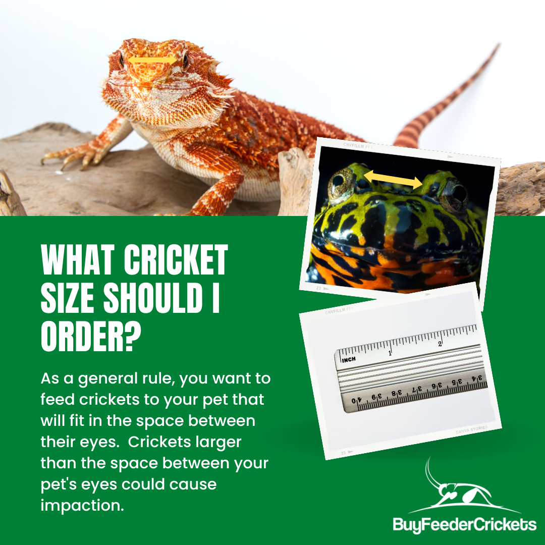 Banded Crickets - BuyFeederCrickets.com