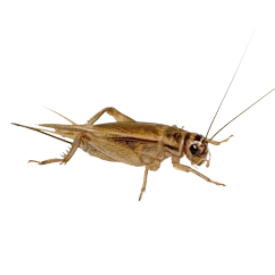 Acheta Domesticus Crickets - BuyFeederCrickets.com