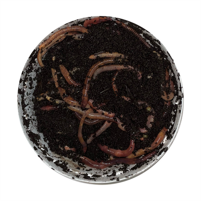 Hybred Red Worms - BuyFeederCrickets.com